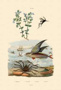 Øjentrøst, 1833-39 af French School